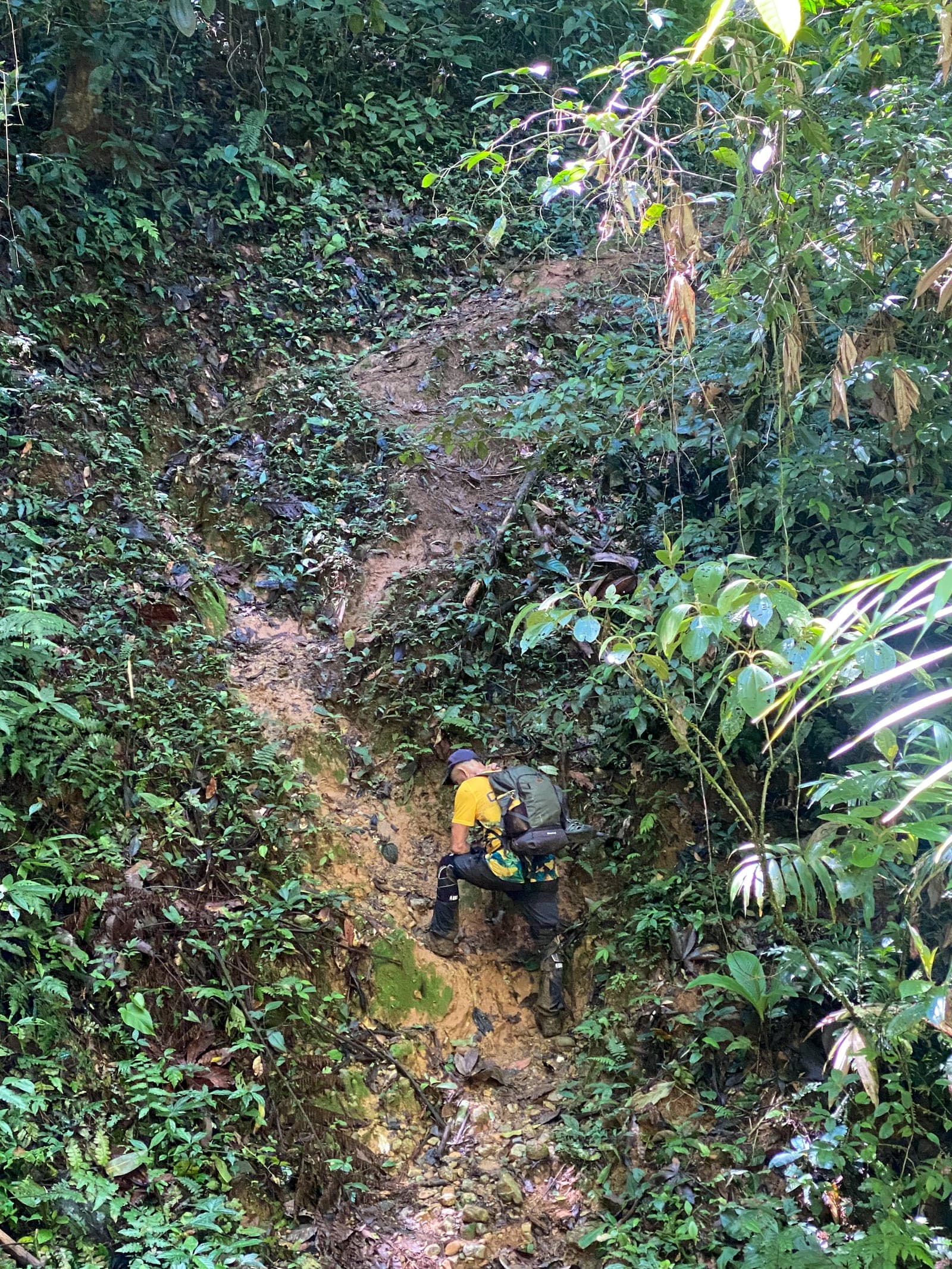 Hiking trail through tropical rainforest on El Camino de Costa Rica